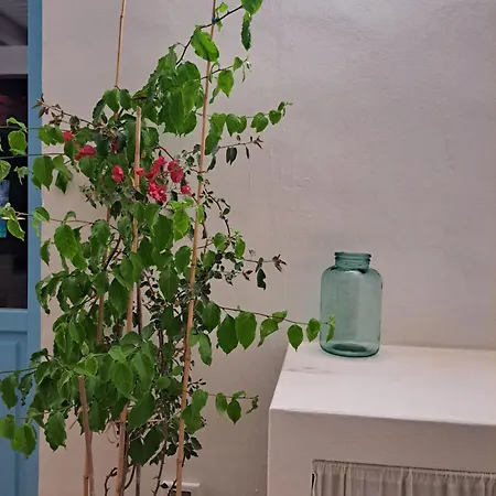 Ziamari Daire Parabita