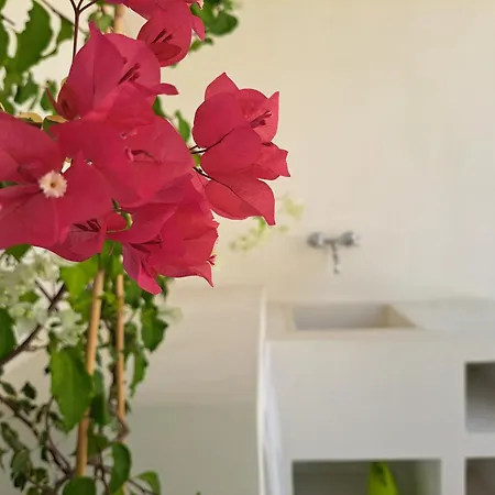 Ziamari * بارابيتا